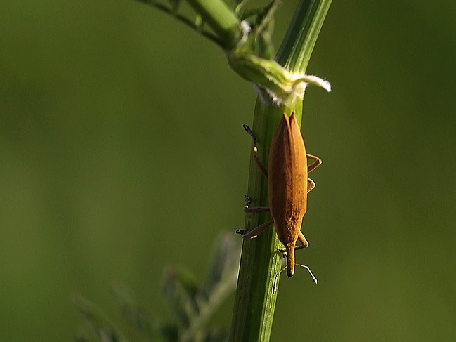 imgp7434cc.jpg