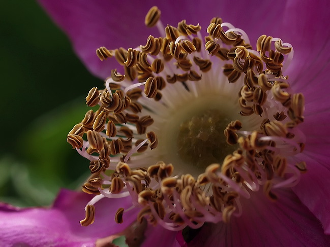 p6030683cc.jpg
