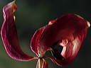p4170011cc