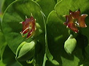 p4260605cn