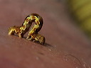 p4290045cc
