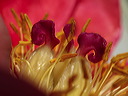 p5060887a