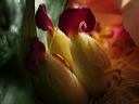 p5091012a