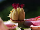 p5091017a