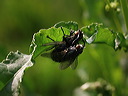 p5230242cc