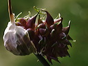 p6030642cc