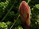 p6030672cc