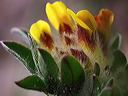 p6030743cc