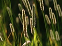p7300030cc