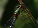 p7300082cc