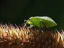 p7300156cc