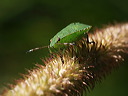 p7300164cc
